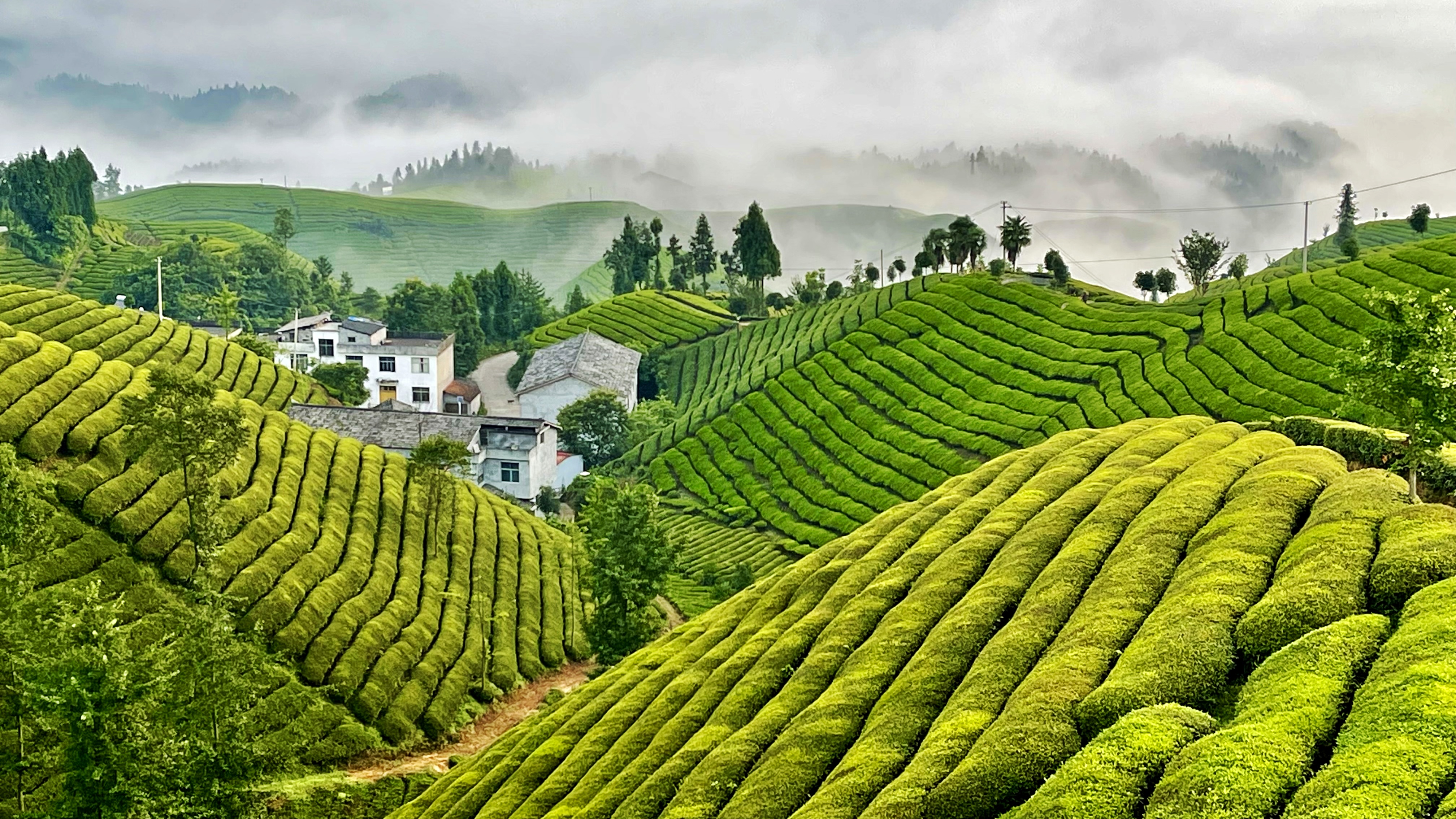 中国最美茶园——木耳山